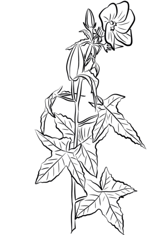 Annual Hibiscus (Abelmoschus Moschatus) Coloring Page